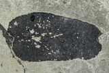 Pennsylvanian Fossil Fern (Macroneuropteris) Leaflet - Kentucky #112905-1